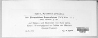 Phragmidium fusiforme image